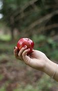 Image result for Holding an Apple From the Top