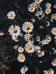 Image result for Aesthetic Flower Black Background