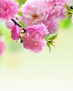 Image result for Pink Flower iPad Wallpaper