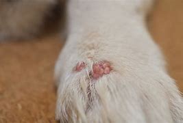 Image result for Papilloma Dog