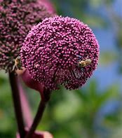 Image result for Angelica gigas