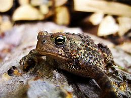 Image result for Grumpy Toad
