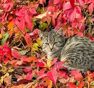 Image result for Cat with Leaf