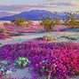 Image result for arizona desert flowers