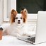 Image result for Working From Home Dog Meme