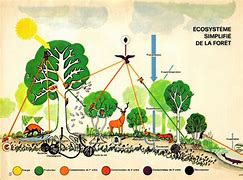Image result for Ecosysteme Forestier