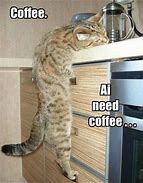 Image result for Funny Cat I Need Coffee