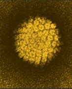 Image result for Attacking Human Papillomavirus Infection