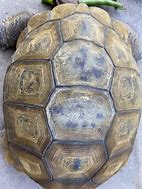 Image result for Tortoise Shell Color