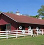 Image result for Clydesdale Horse Front View