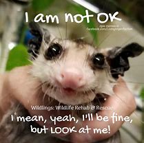 Image result for Possum Cat Meme