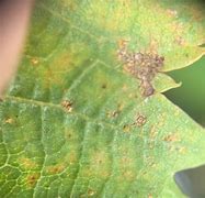 Image result for Rust On Grape Leaves