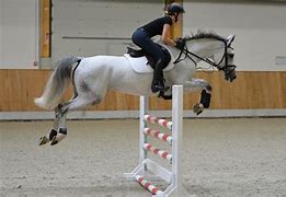 Image result for Show Jumping