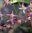 Image result for Epimedium rubrum (x)