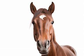 Image result for Horse Head Transparent