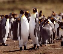 Image result for Black King Penguin