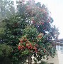 Image result for Cherry Apple Tree