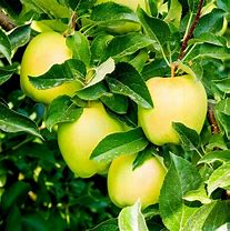 Image result for Golden Delicious Apple Tree Summer