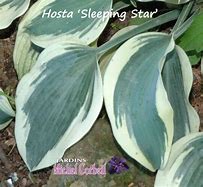 Hosta Sleeping Star 的图像结果