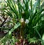 Image result for Chloranthus japonicus