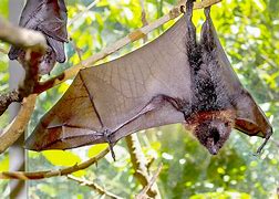 Image result for Fruit Bat Natural Selection