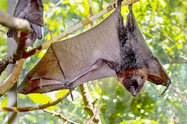 Image result for Rodrigues Flying Fox