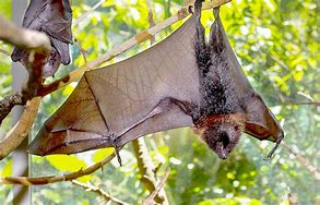 Image result for Male Fruit Bat