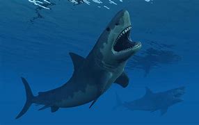 Image result for World Biggest Shark Megalodon