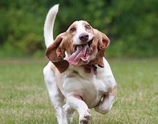 Image result for Happy New Year Basset Hound