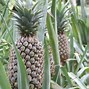 Image result for A Pineapple Tree