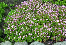 Image result for Geranium oxonianum Rose Clair