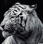 Image result for Black Tiger Images