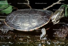 Image result for Chrysemys Emydidae
