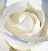 Image result for White Rose Gold