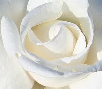Image result for White Rose Gold