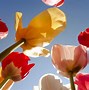 Image result for Keukenhof Windmills