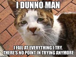 Image result for Depressed Cat Meme