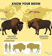 Image result for American Bison Facts for Kids