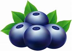 clipart pictures blueberries png clip image gallery yopriceville clipart pictures blueberries png clip image gallery yopriceville