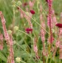 Image result for Persicaria amplexicaulis Early Pink Lady