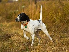 Image result for Black and White Hunting Dog Breeds