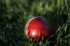 Image result for Cricket Grass