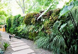 Image result for Vines Growing On Wall