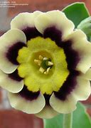 Image result for Primula auricula Sirius