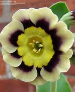 Image result for Primula auricula Sirius