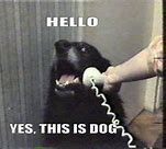 Image result for Conference Call Meme Dog