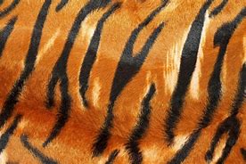 Image result for Tiger Print Wallpaper