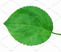 Image result for Apple Leaves