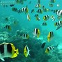 Image result for Moving Fish Desktop Background