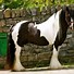 Image result for Rare Gypsy Vanner Horses